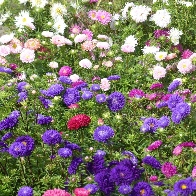 Chrysanthemen-blühende Aster Mischung