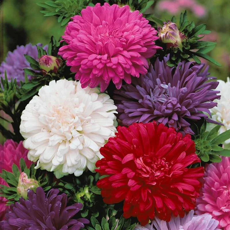 Chrysanthemen-blühende Aster Mischung