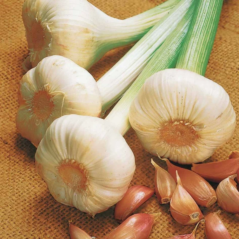 Rosa Knoblauch Flavor