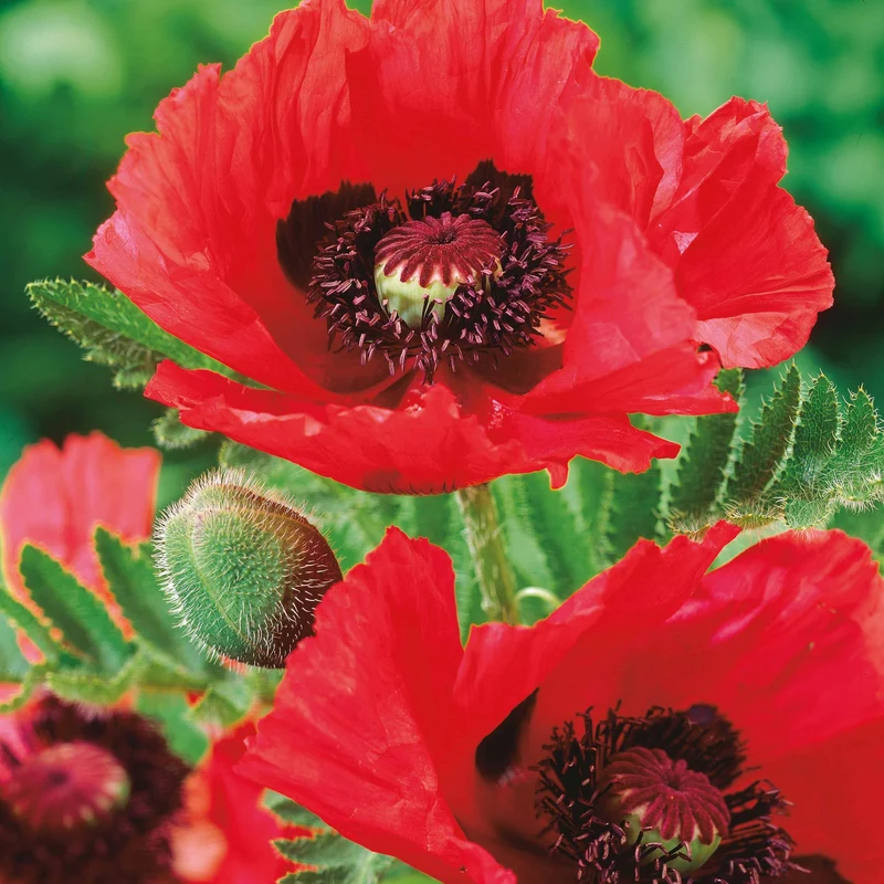 Orientalischer Mohn 'Watermelon' (x3)