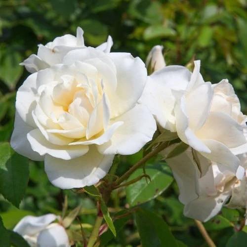 Rose White Symphony
