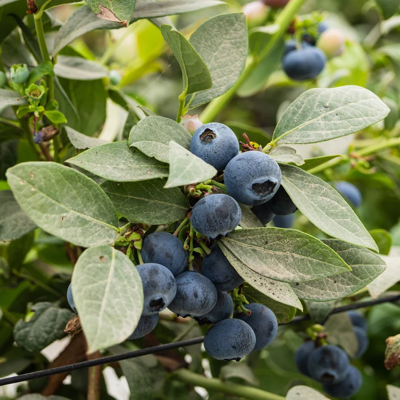 Heidelbeere Vitaminos