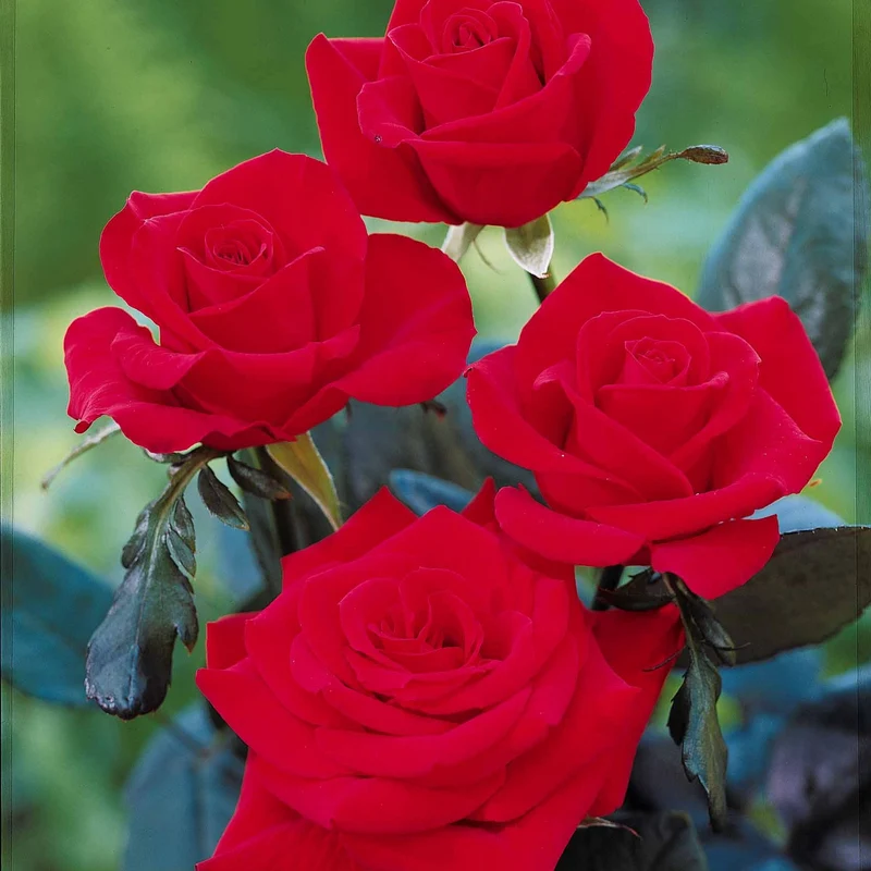 Edelrose Oklahoma