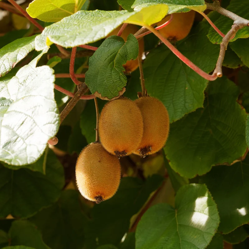 Kiwi selbstfertiler 'Solissimo'