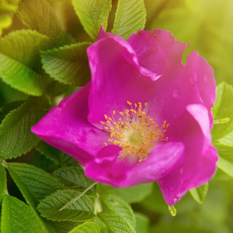 Kartoffelrose ‘Rubra’