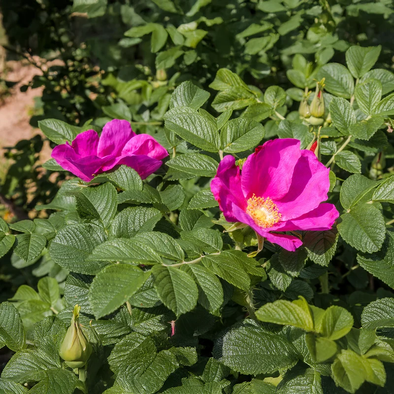 Kartoffelrose ‘Rubra’