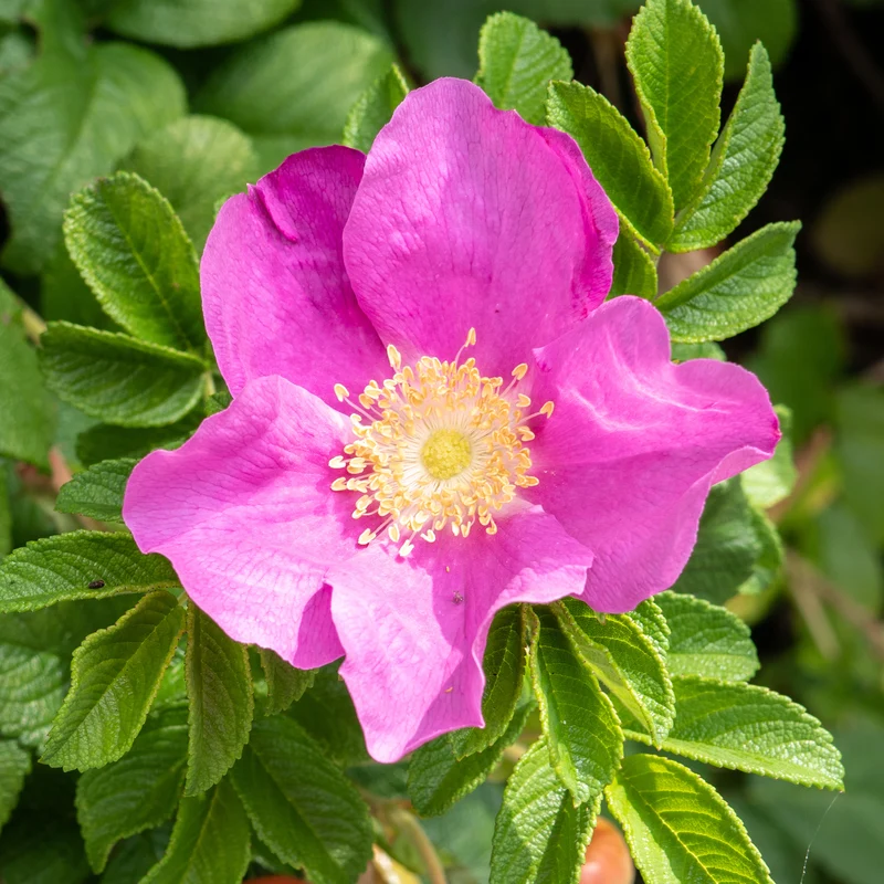 Kartoffelrose ‘Rubra’