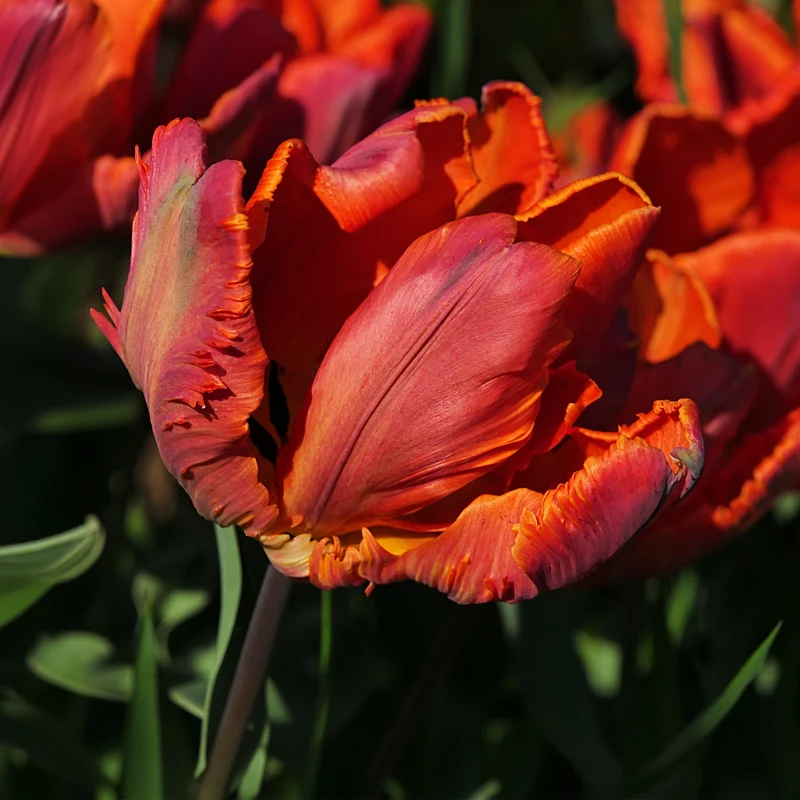 Papagei-Tulpen ‘Blumex’ (x6)