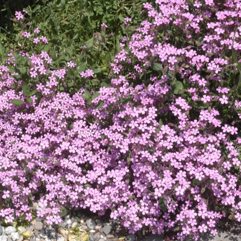 Kissen-Seifenkraut (x5)