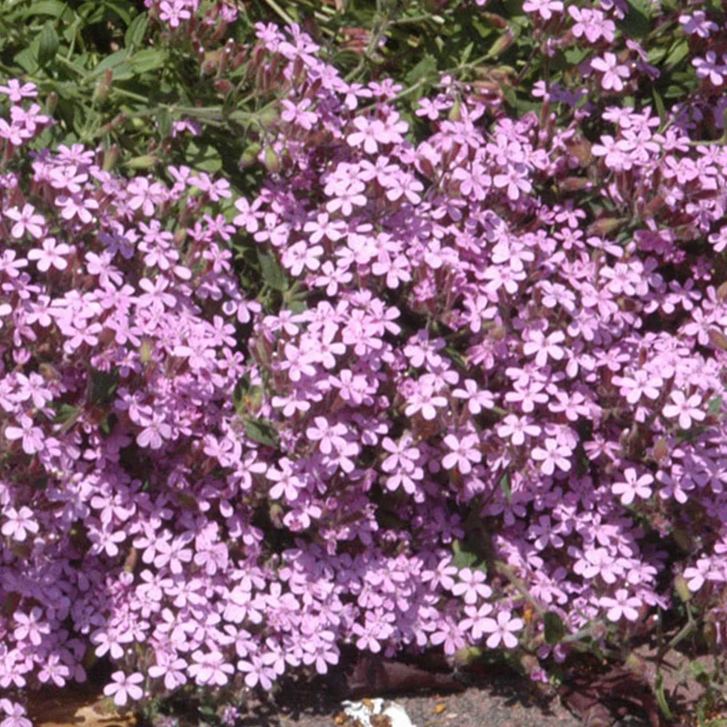 Kissen-Seifenkraut (x5)