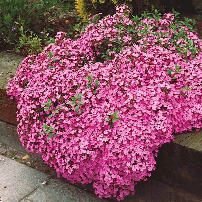 Kissen-Seifenkraut (x5)