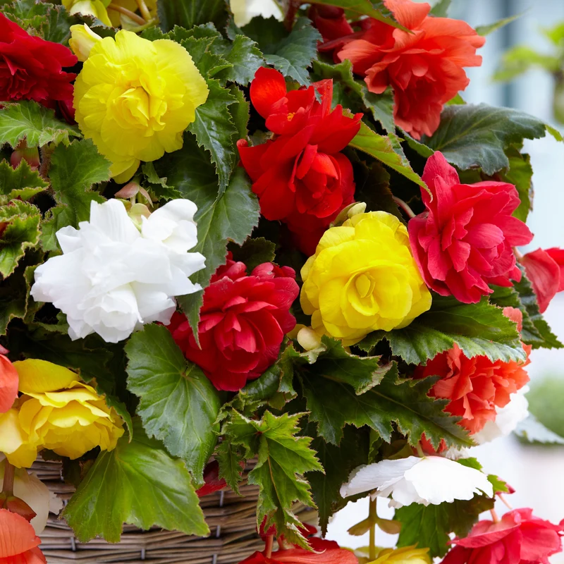 Großblumige, hängende Begonien Mischung (x20)