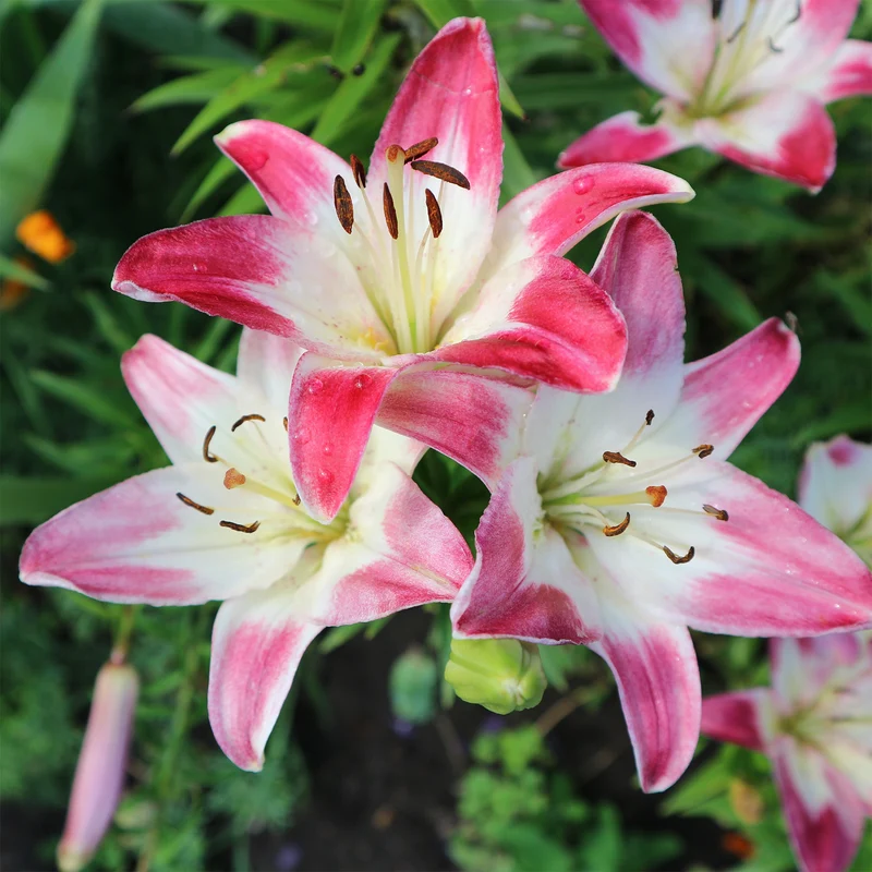 Asiatische Lilien ‘Lollypop’ (x3)