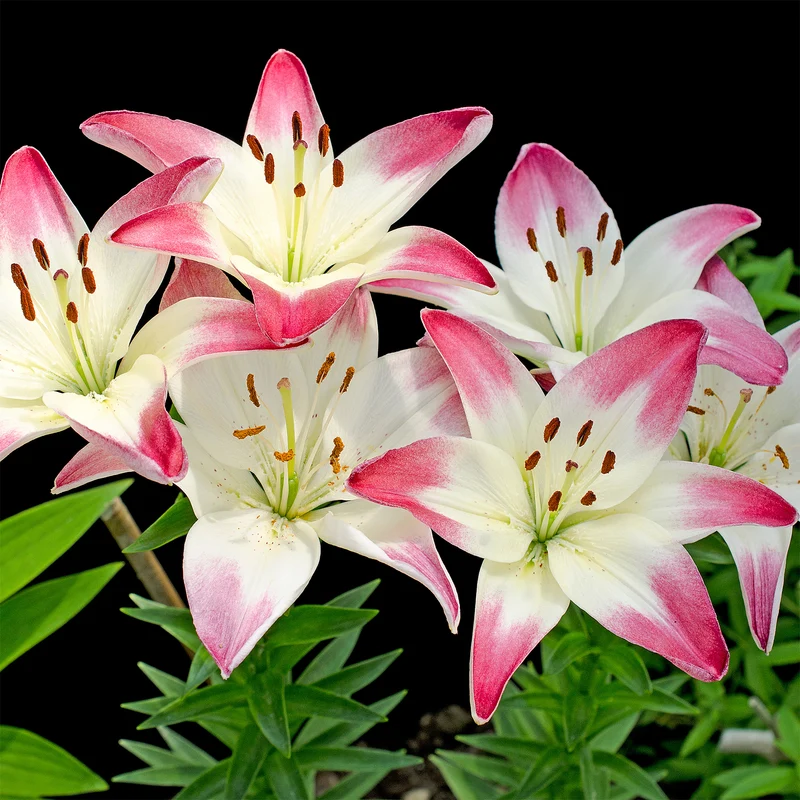 Asiatische Lilien ‘Lollypop’ (x3)