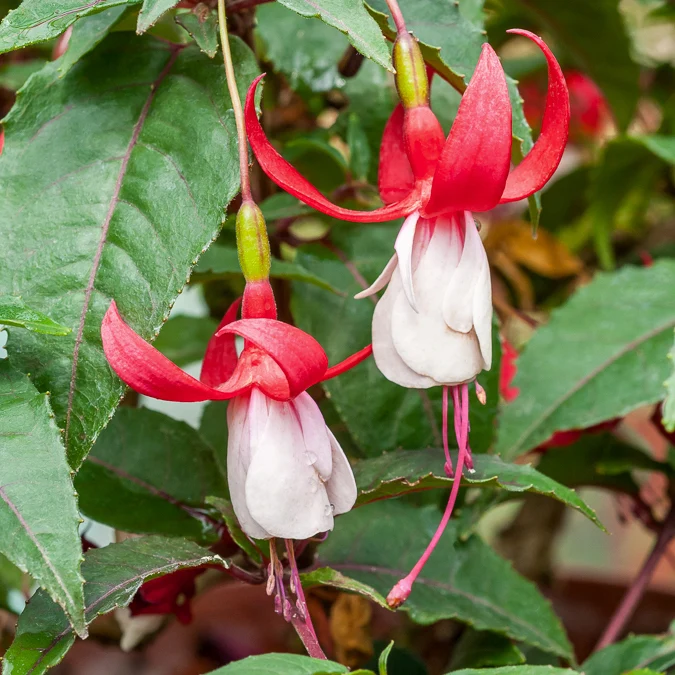 Winterharte Fuchsien Mischung (x6)