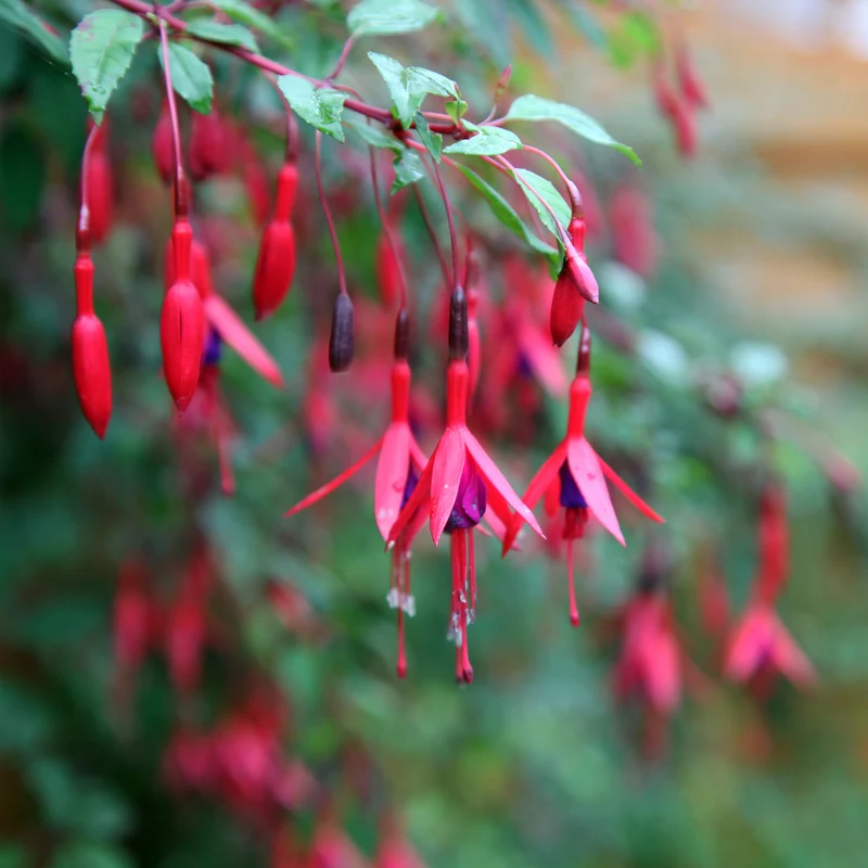 Winterharte Fuchsien Mischung (x6)