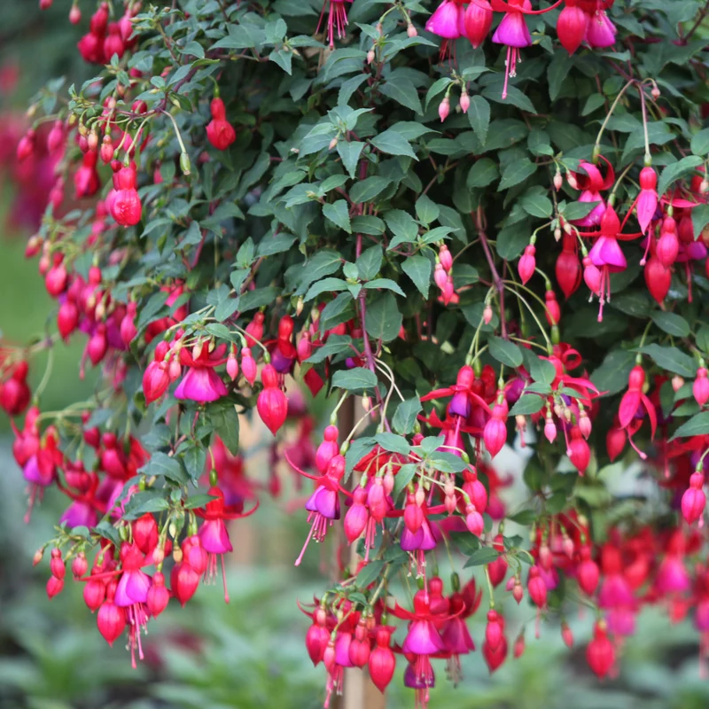 Winterharte Fuchsien Mischung (x6)