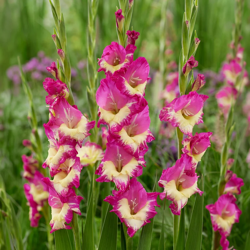 Gladiole ‘Extravert’ (x25)