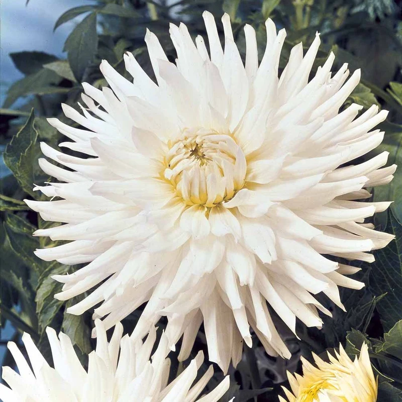 Dahlien White Happiness (x3)