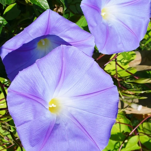 Prunkwinde