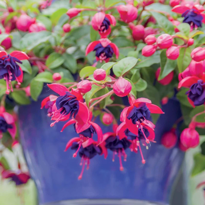 Hängende Fuchsien Dark Eyes (x3)