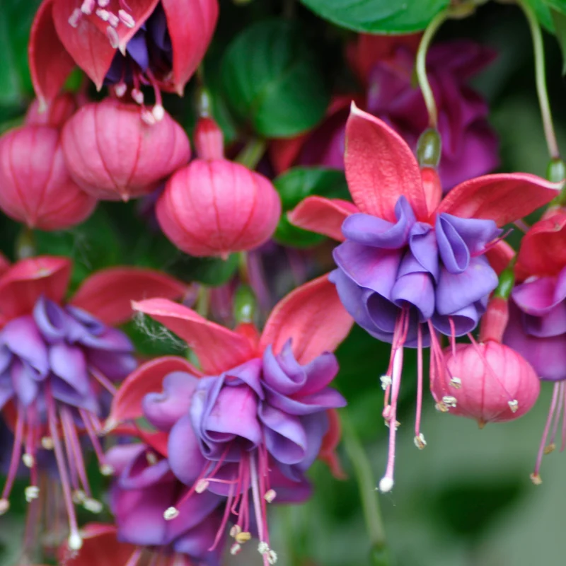 Hängende Fuchsien Dark Eyes (x3)