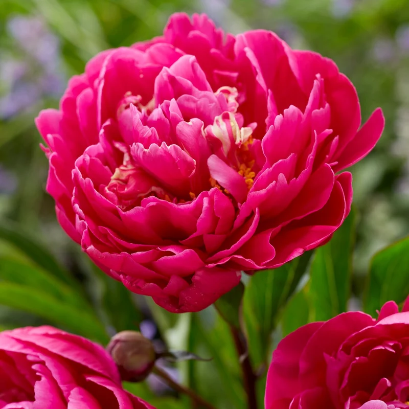 Pfingstrose ‘Karl Rosenfield’