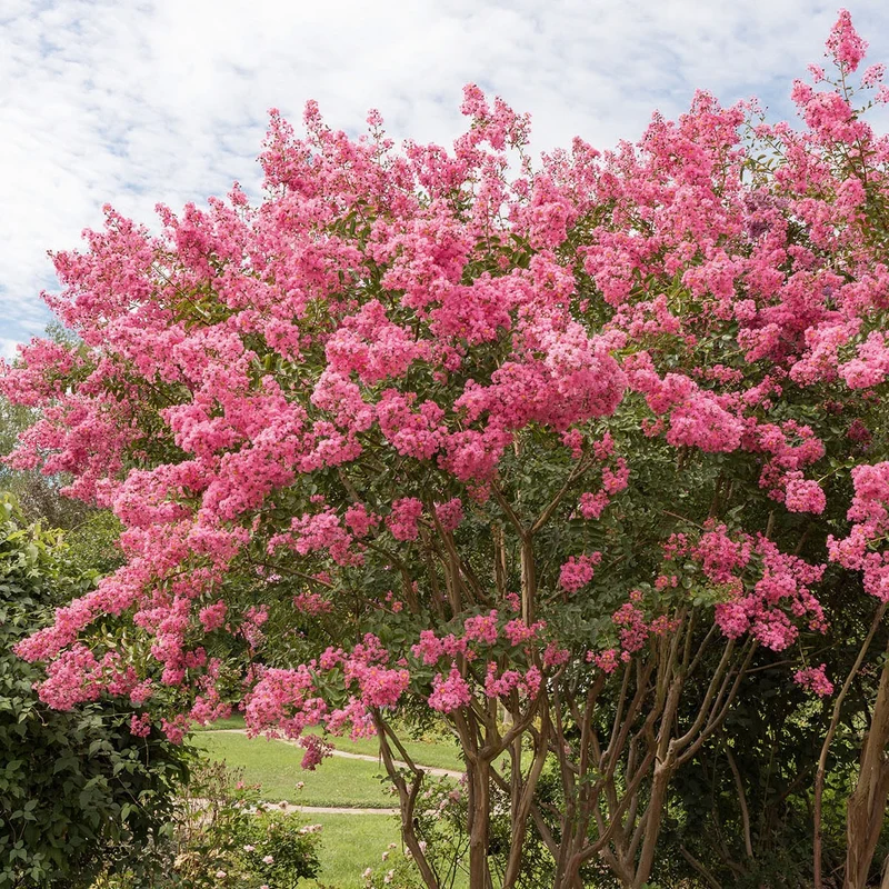 Kräuselmyrte ‘Turenne’ rosa