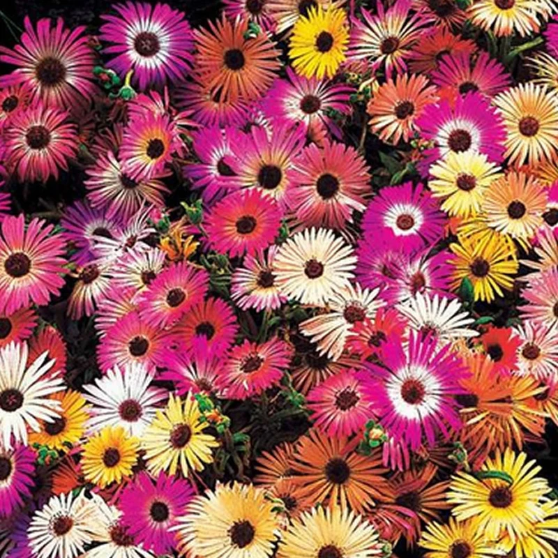 Saatteppich „Sonnenbeet“ (x5)