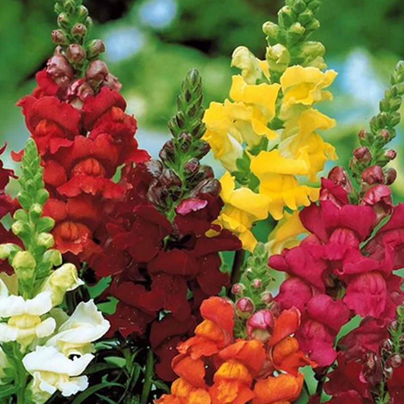 Saatteppich „Sonnenbeet“ (x5)