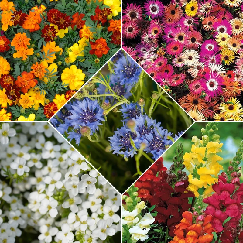 Saatteppich „Sonnenbeet“ (x5)