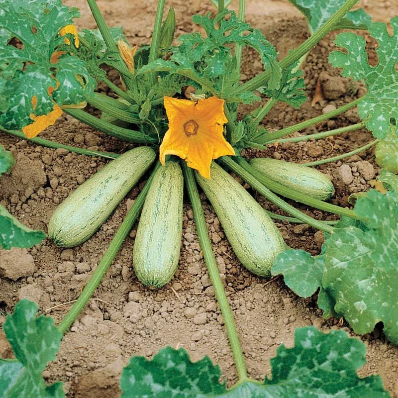 Zucchini ‘Grisette de Provence’