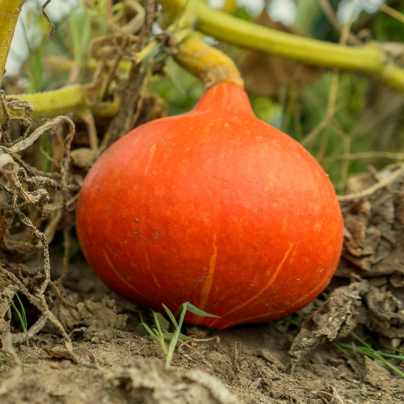 Kürbis ‘Potimarron’