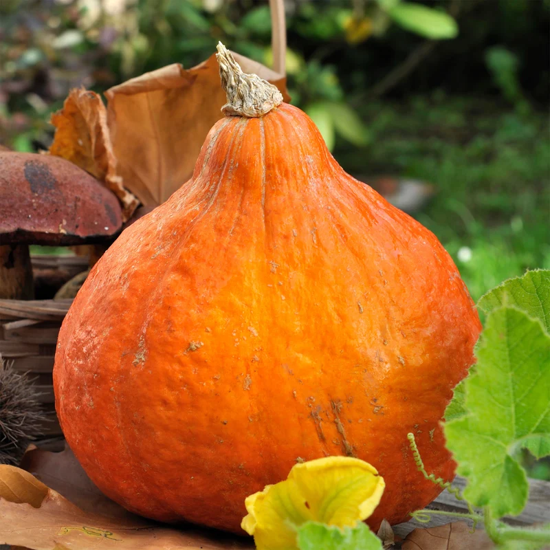 Kürbis ‘Potimarron’