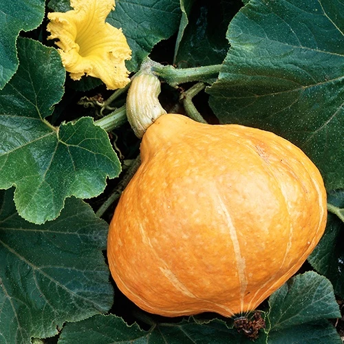 Kürbis ‘Potimarron’