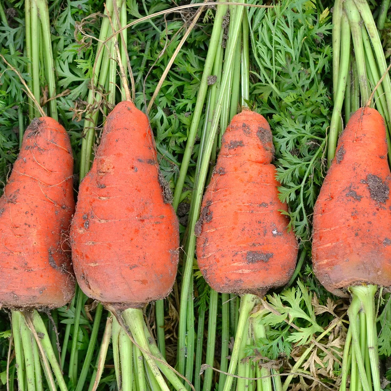 Möhre ‘De Chantenay à cœur rouge’