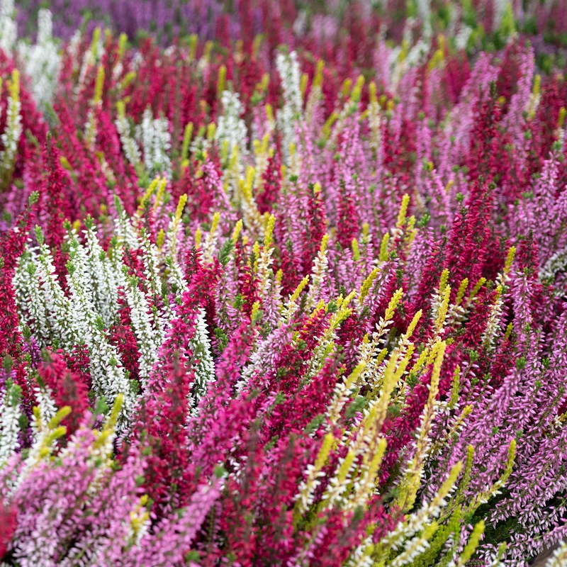Sommerheide Mischung (x6)