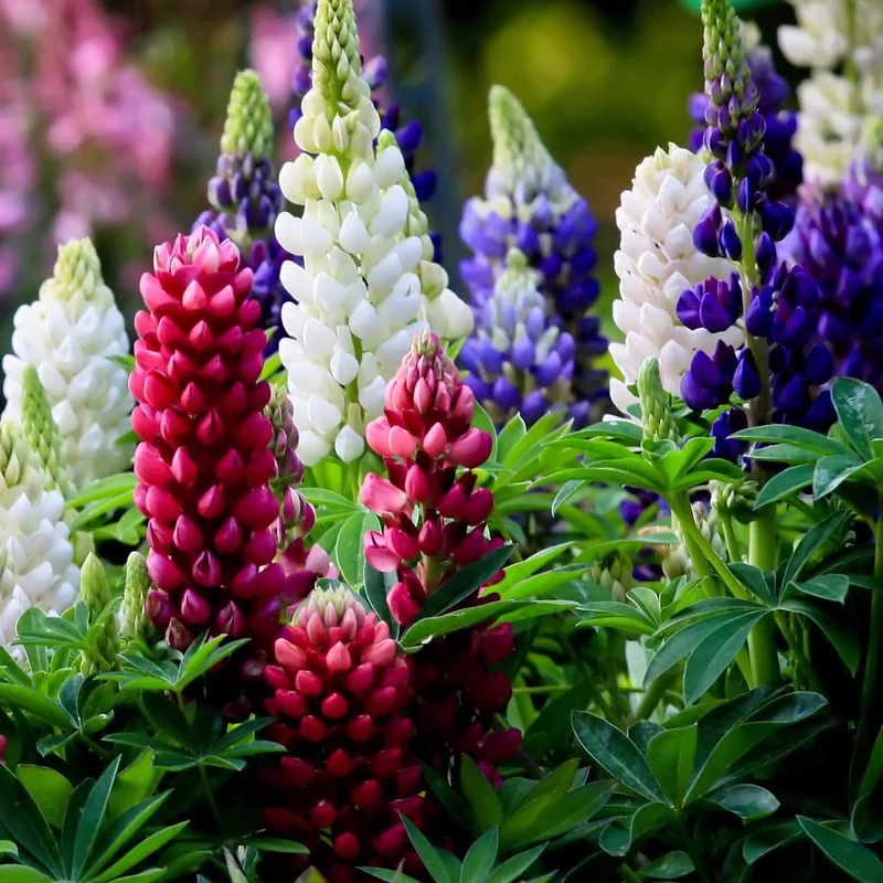 Lupinen Russel Mischung (x5)