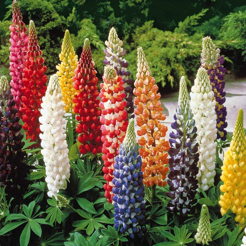 Lupinen Russel Mischung (x5)