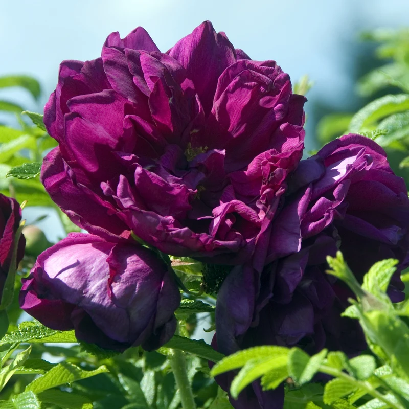 Rugosa-Rose ‘Hansa’