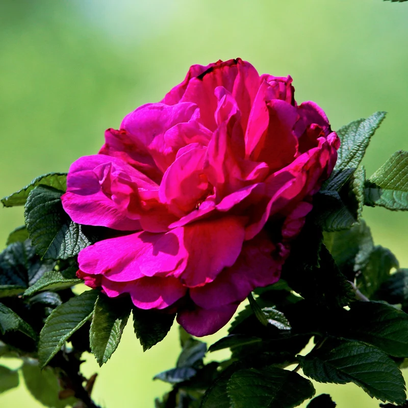 Rugosa-Rose ‘Hansa’