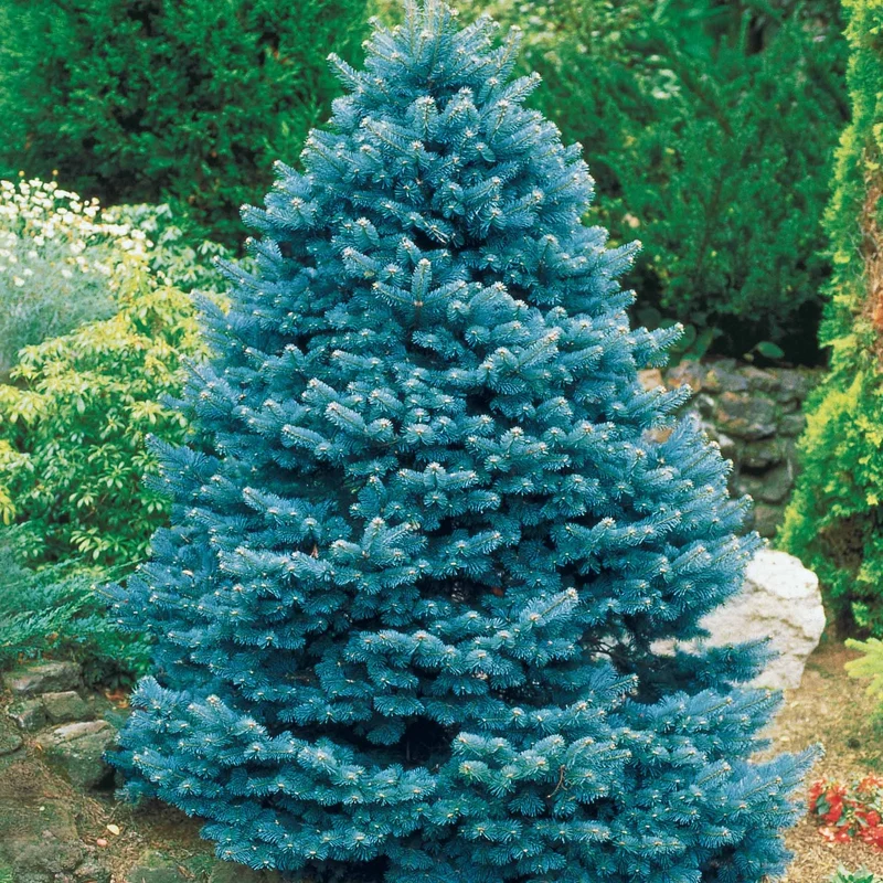 Blaufichte