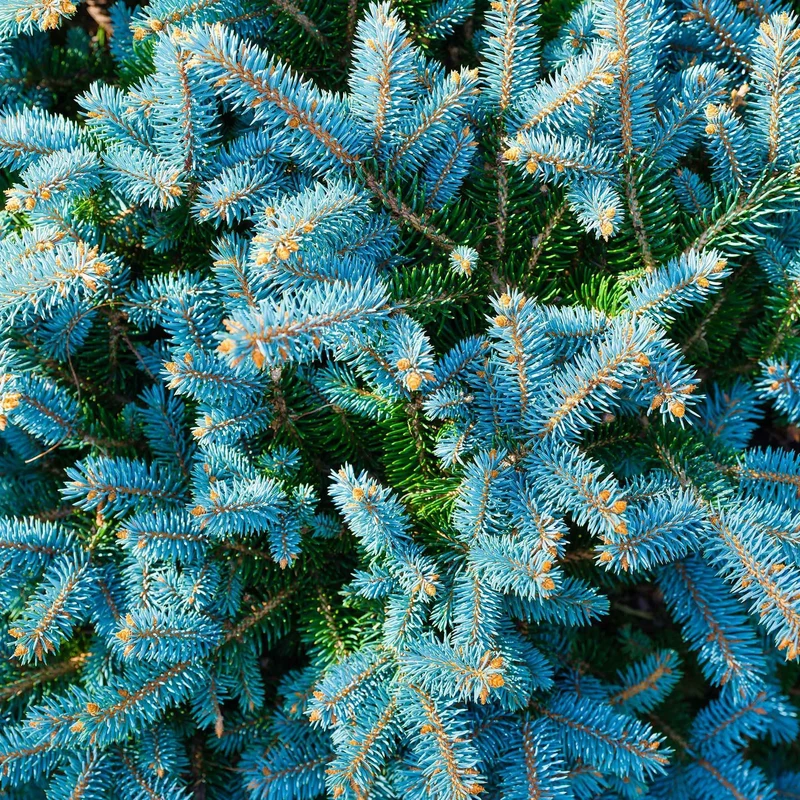 Blaufichte