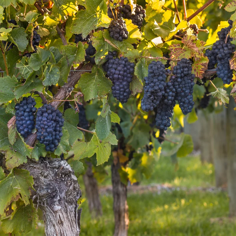 Weinrebe ‘Muscat de Hambourg’
