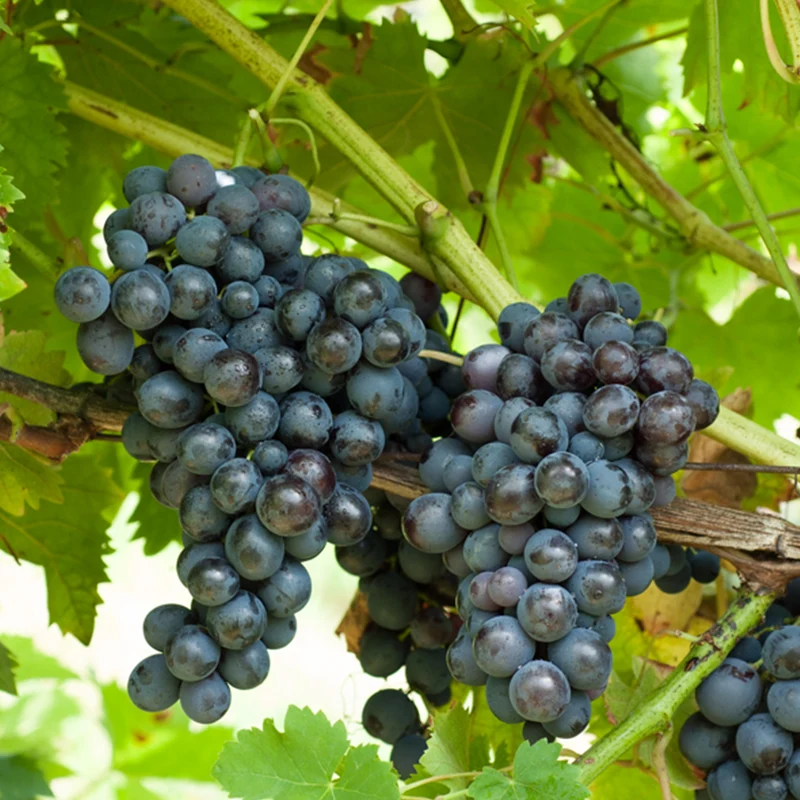 Weinrebe ‘Muscat de Hambourg’