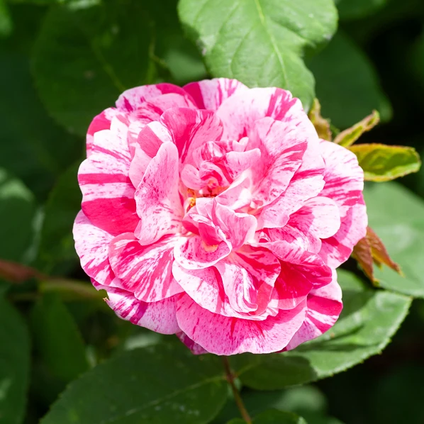 Historische Rose Ferdinand Pichard (Bourbon)