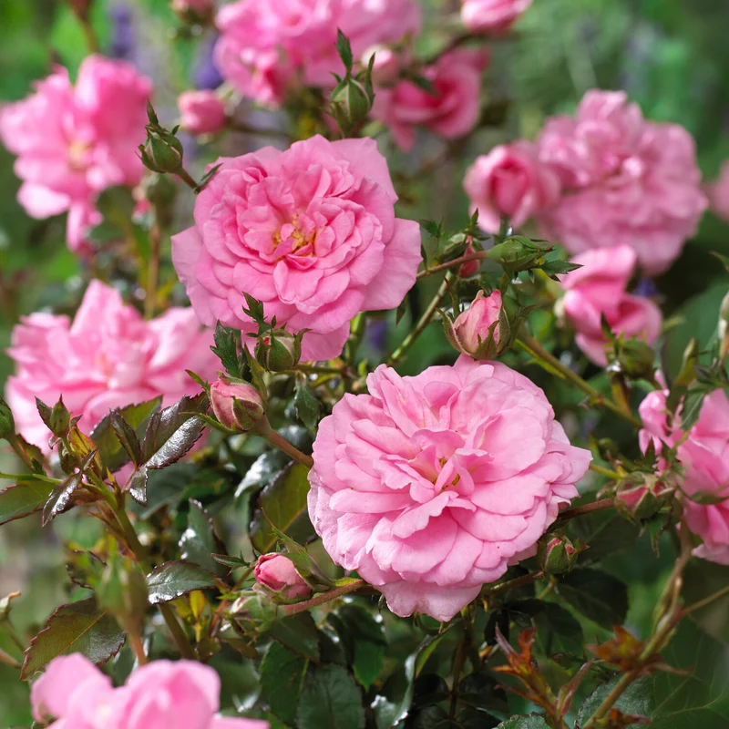 Bodendeckerrosen Mirato ®