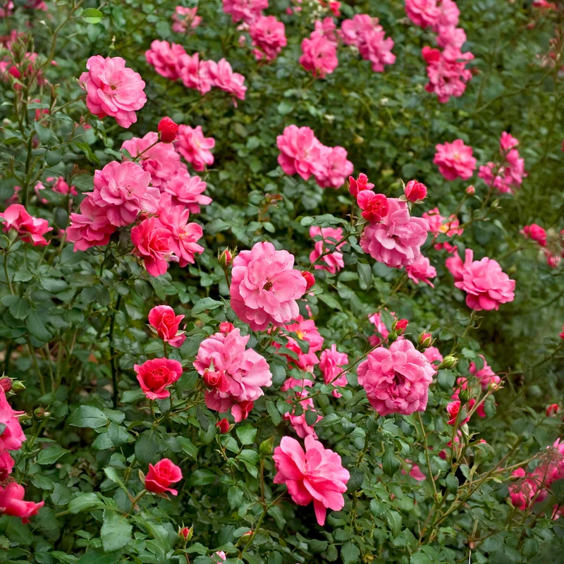 Bodendeckerrosen Mirato ®