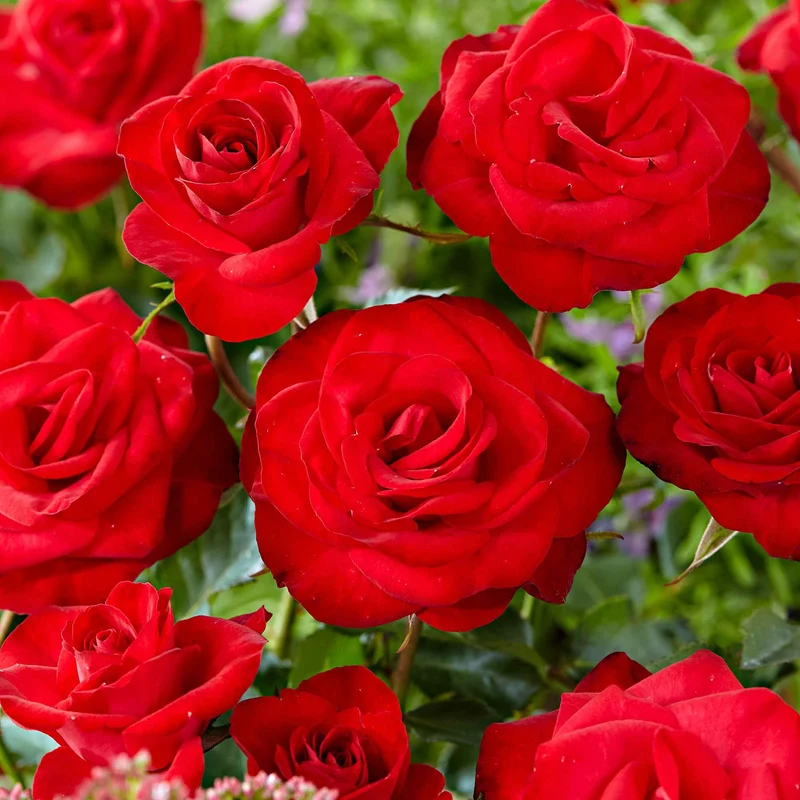 Kletterrose ‘Santana’®