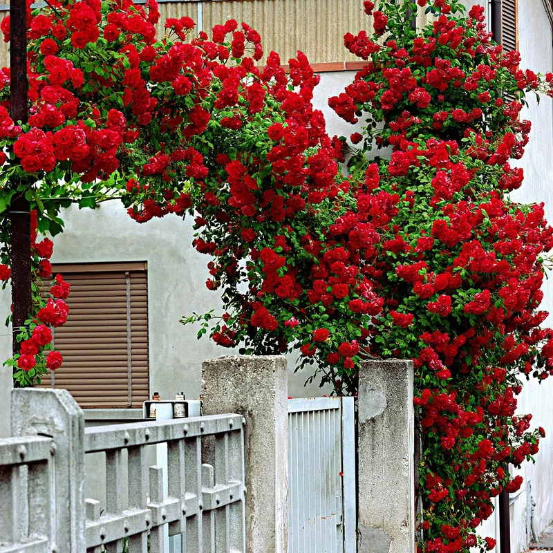 Kletterrose ‘Santana’®
